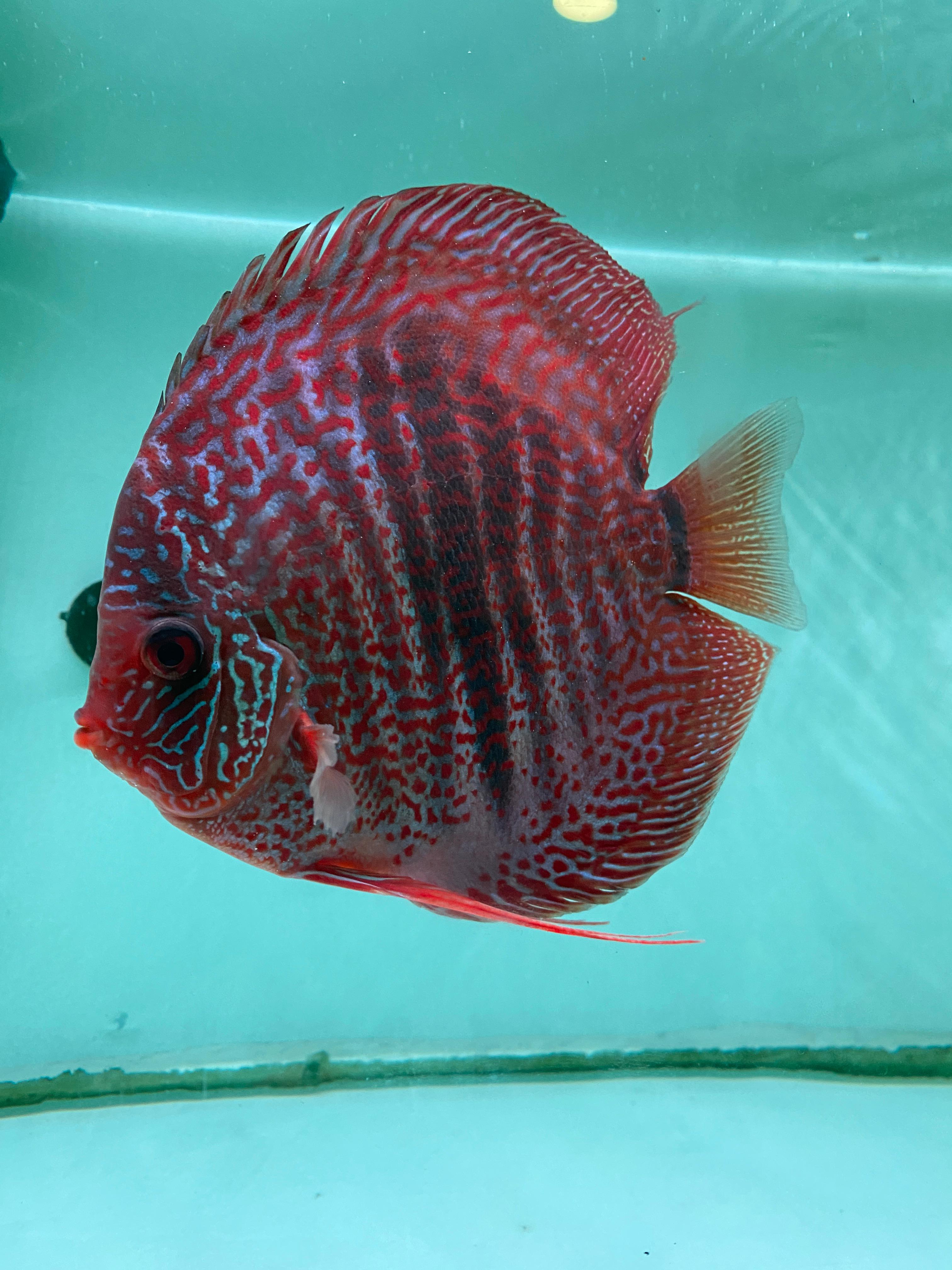 Snakeskin Discus